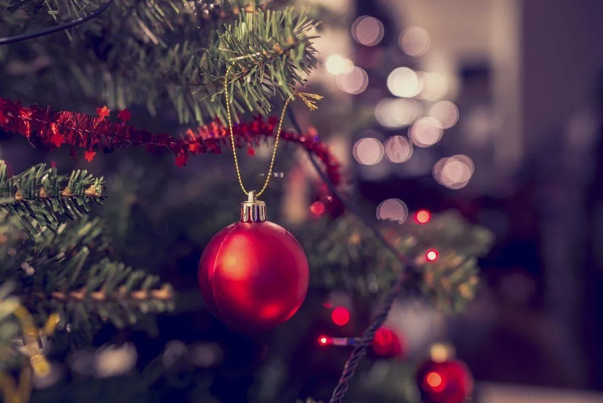 5ft Nordmann Fir Christmas Tree