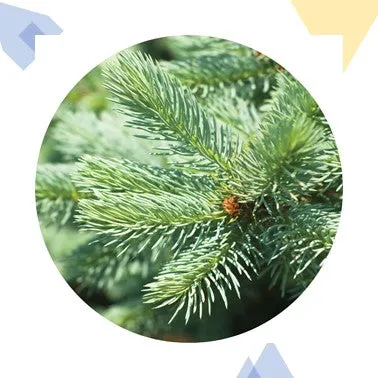 Silver Fir Organic Essential Oil (Albania) by Floracopeia 15 ml.